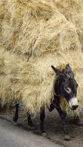 Donkey's burden of hay