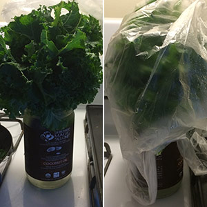 Best way to store kale 
